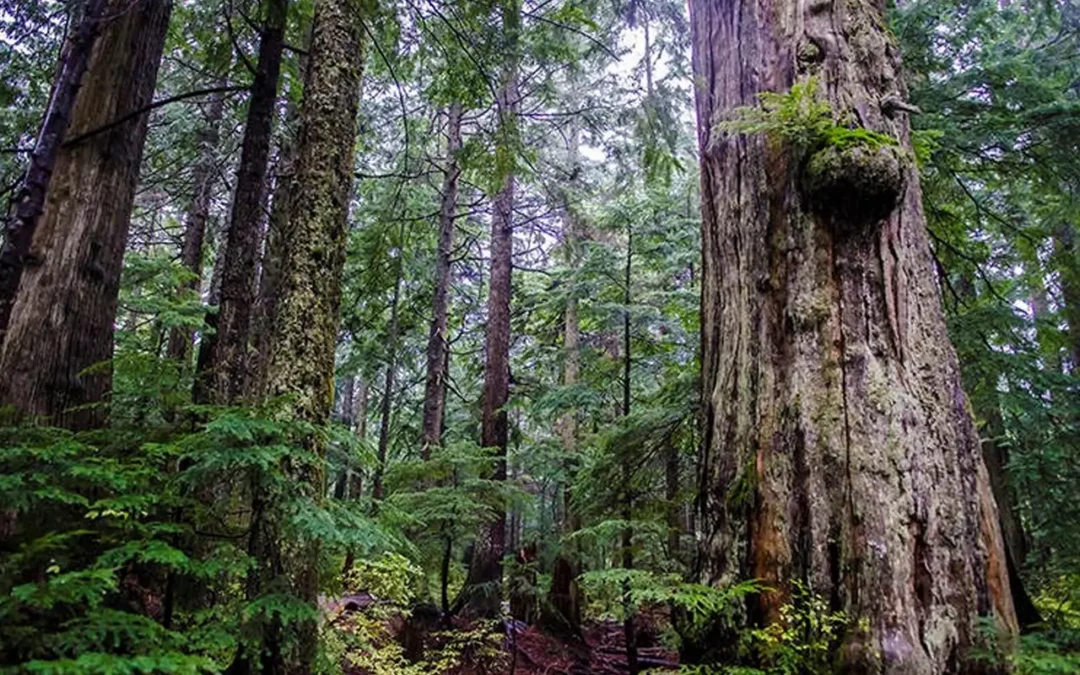 Wildfire Risk Management Work Starting This Month Near Brother’s Creek in West Van