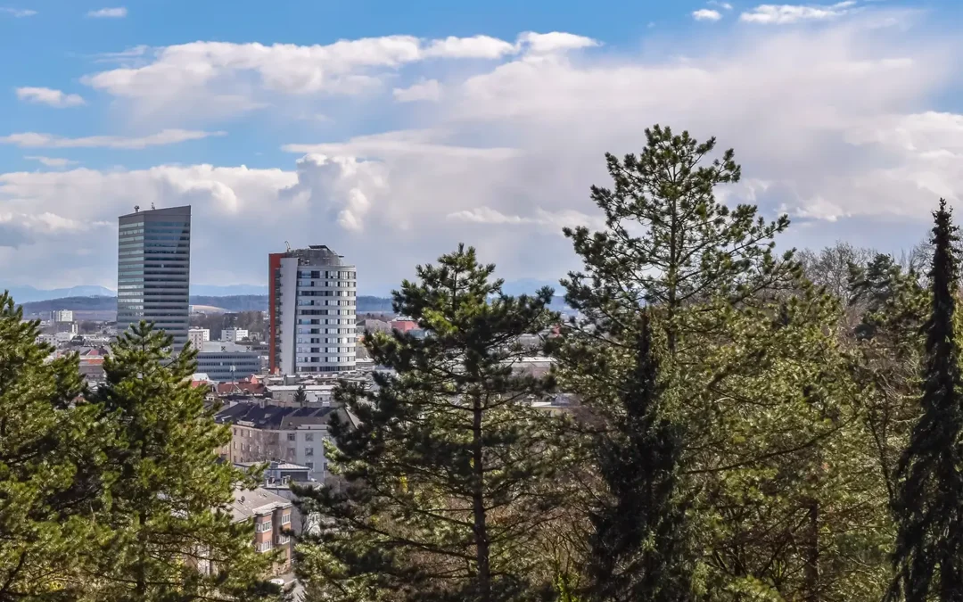Lone bidder gets contract to remove more trees in Stanley Park