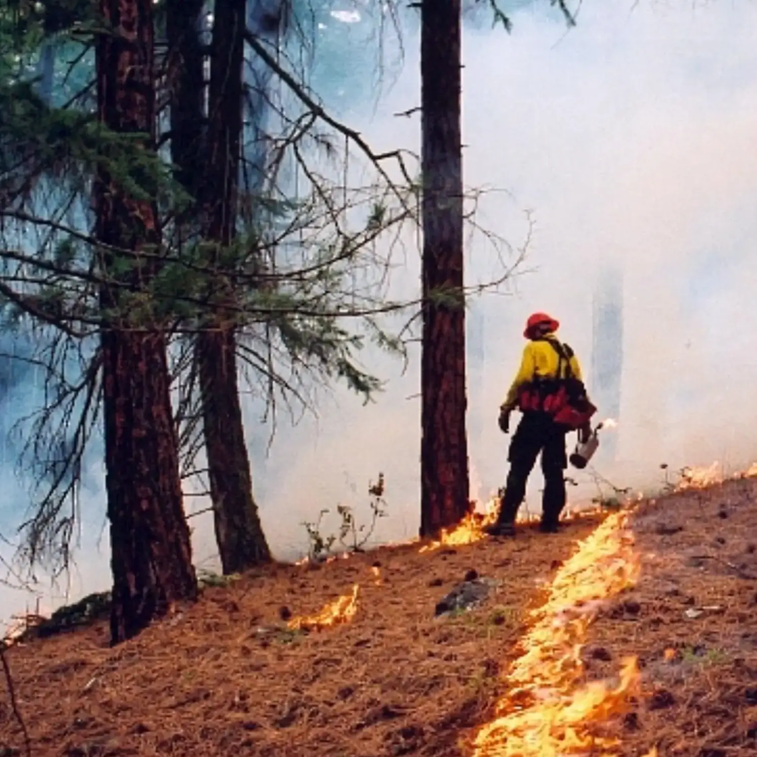 bw-services-wfm-fire-man windthrow