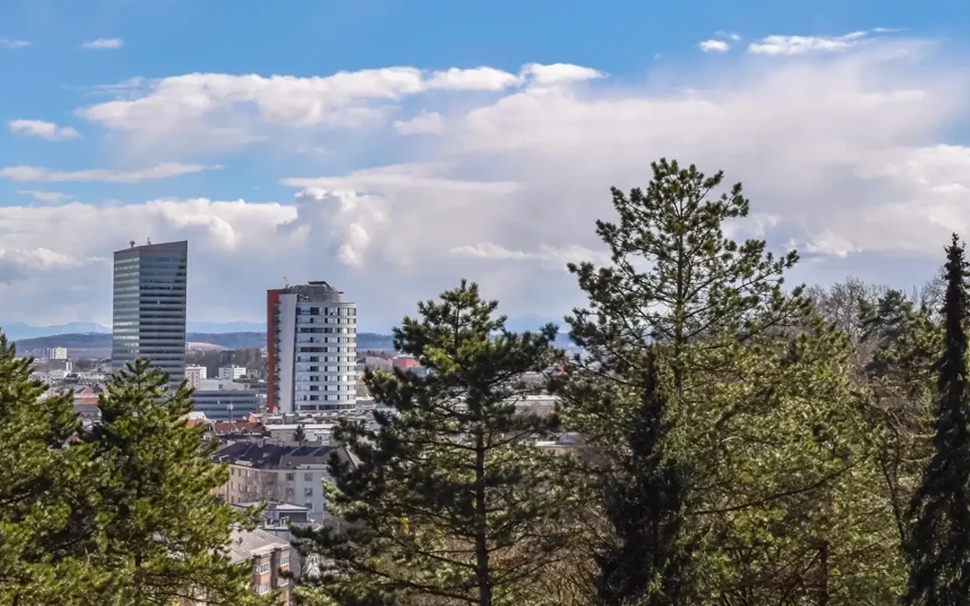 Lone bidder gets contract to remove more trees in Stanley Park