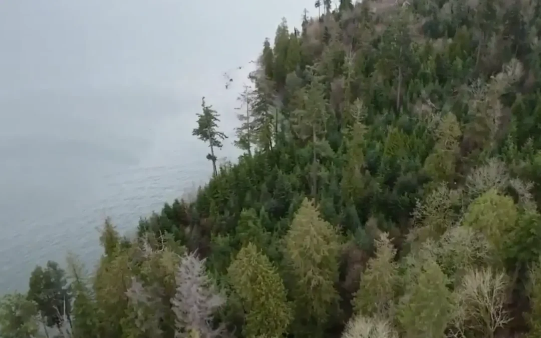 Why This Company Says Thousands of Trees Must Be Removed From Stanley Park