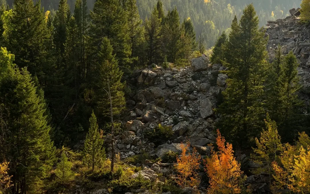 B.C.’s Wildfire Challenge Is Also a Question of How We Invest